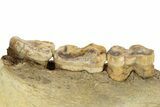 Fossil Cave Bear (Ursus spelaeus) Lower Jaw - Romania #243214-6